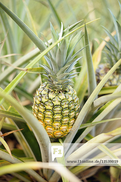 USA  Hawaii  Wahiawa  pineapple