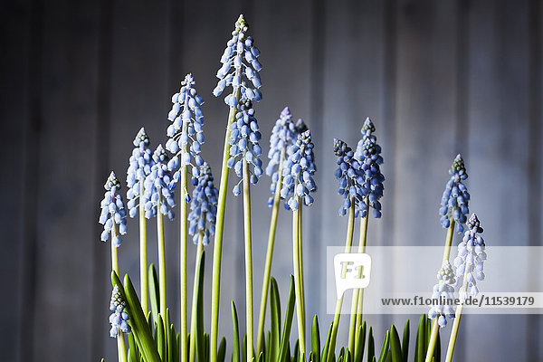 Blossoming grape hyacinths