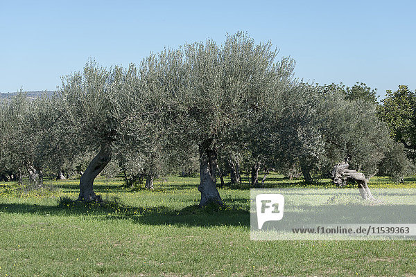 Italien  Sizilien  Olivenbäume