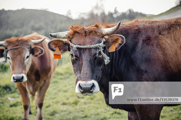 Spain  Asturias  Close up of brown cow  Bos primigenius taurus