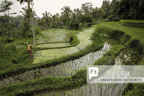 Indonesien  Bali  Landschaft mit Reisfeld und Dschungel