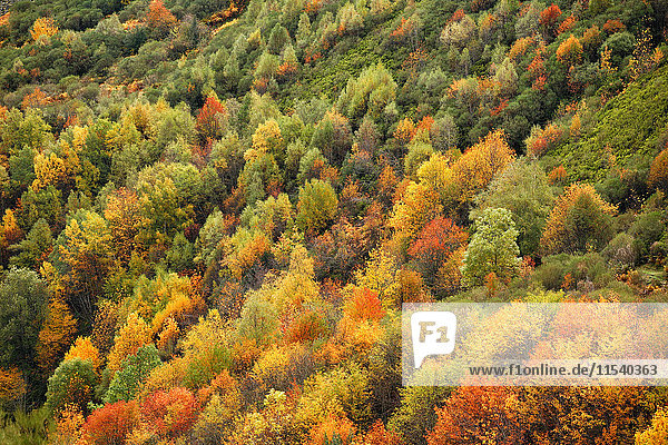 Spanien  Asturien  Herbstbäume im Naturpark Fuentes del Narcea  Degana und Ibias