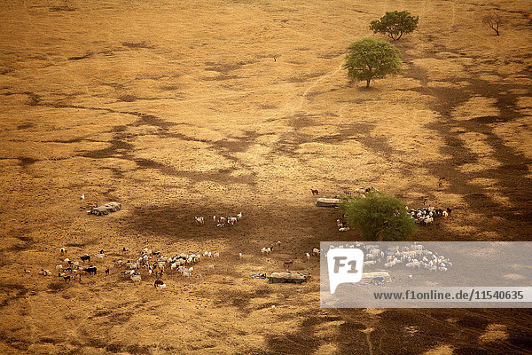 Tschad  Zakouma Nationalpark  Nomaden mit ihren Kuhherden rund um Gara