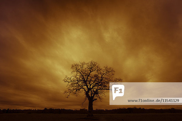 Deutschland  Silhouette eines einzelnen kahlen Baumes bei Sonnenuntergang