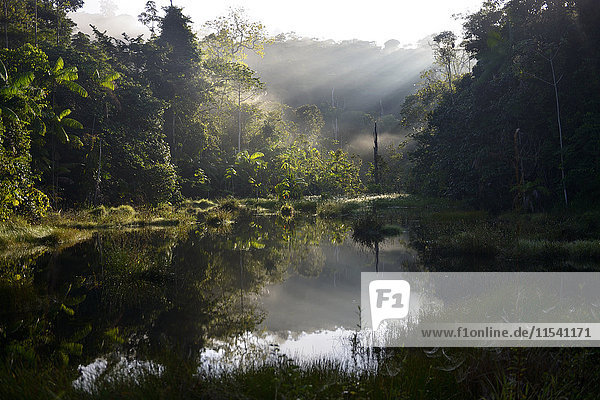 Brasilien  Para  Amazonas Regenwald  Teich am Morgen
