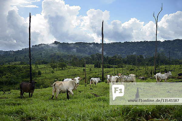 Brasilien  Para  Amazonas-Regenwald  Itaituba  Brandrodung  Rodung  Kühe auf Weideland