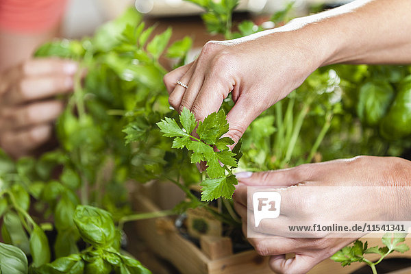 Hands plucking leaves from herbs