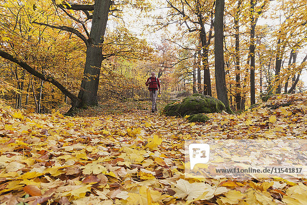 Germany  Rhineland Palatinate  hiker strolling through autumnal Palatinate Forest
