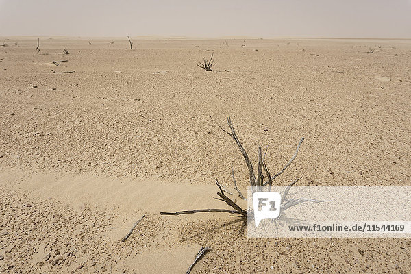 UAE  Rub' al Khali  tote Pflanze in der Wüste