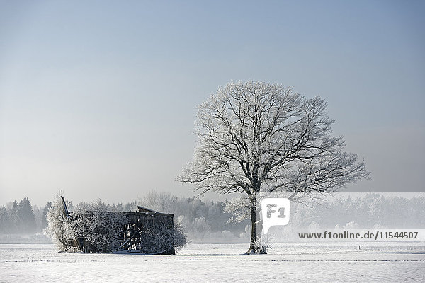 Deutschland  Bayern  frostbedeckter Baum neben verfallener Scheune