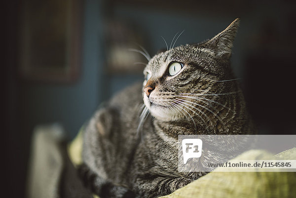 Porträt einer Katze  die auf der Rückenlehne der Couch liegt und etwas beobachtet.