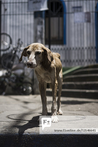Brazil  Rio de Janeiro  portrait of scrawny dog at a favela