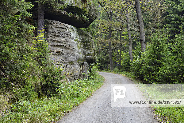 Deutschland  Sachsen  Feldweg im Wald  Nationalpark Sächsische Schweiz