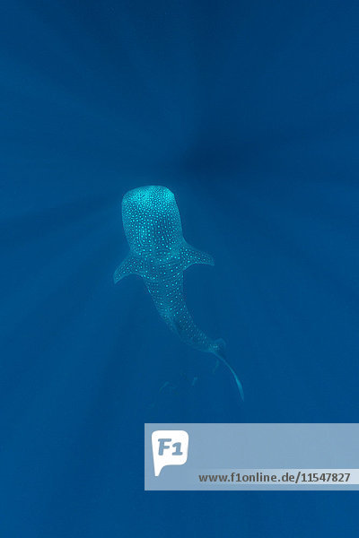 Indonesien Cenderawasih Bucht Walhai Rhincodon typus