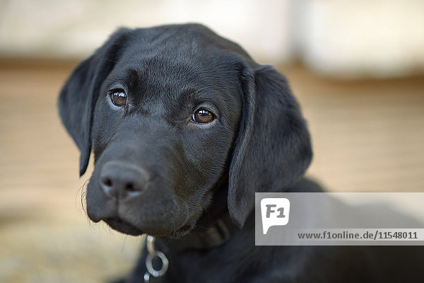 Porträt eines schwarzen Labrador-Welpen