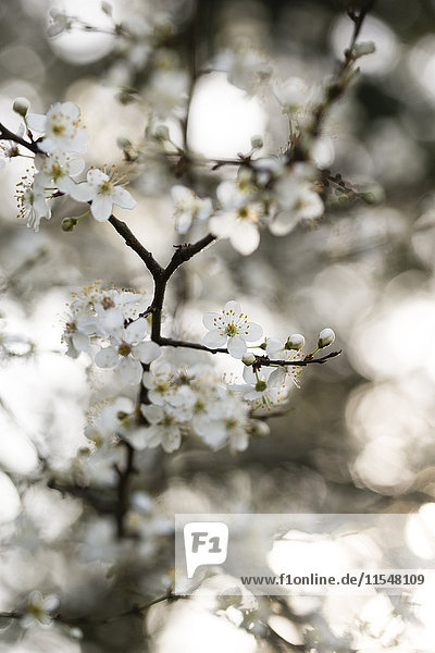 Zweig des blühenden Kirschpflaumenbaums