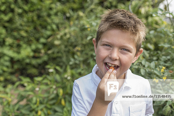 Porträt eines kleinen Jungen  der frische Kirschtomaten isst.