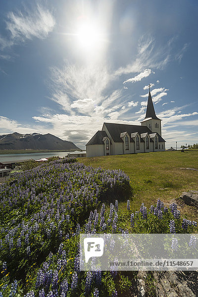 Island  Borgarnes  Lupinen vor der Kirche