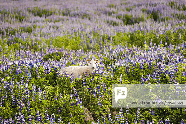 Island,  Schafe im Lupinenfeld