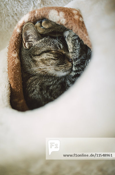 Tabby cat sleeping in burrow