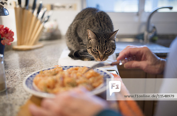 Tabby Katze beobachtet den Besitzer beim Zubereiten des Futters in der Küche
