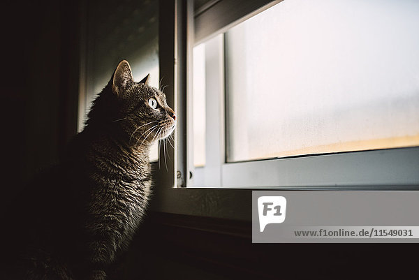 Tabby Katze schaut durchs Fenster