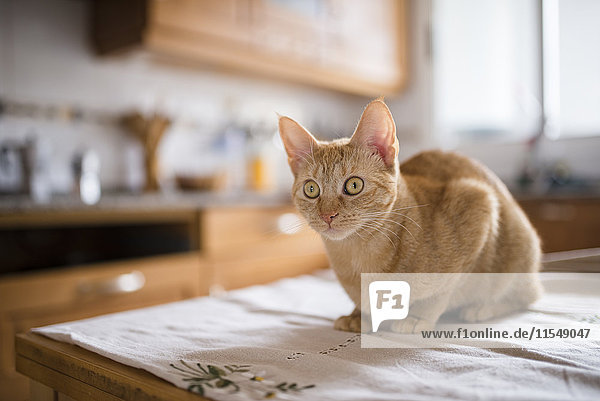 Porträt einer Katze  die auf dem Küchentisch sitzt.