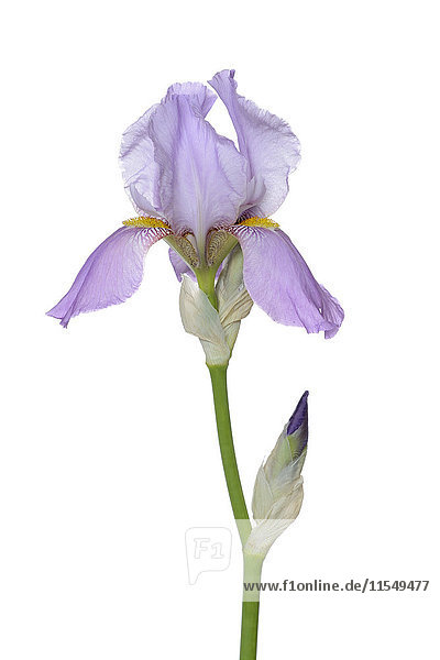 Irisblume und Knospe  weißer Hintergrund