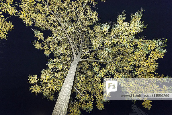 Baum bei Nacht geblitzt