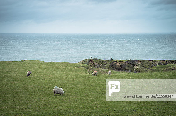 Irland  Schafe auf Grasland