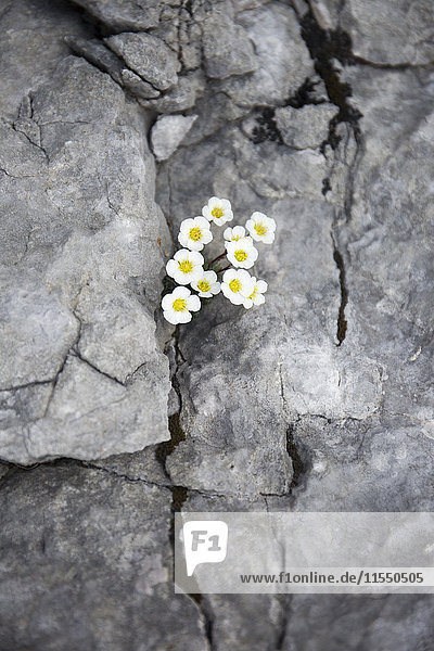 Österreich  Wilder Kaiser  kleine Blumen  die aus einem Felsen wachsen