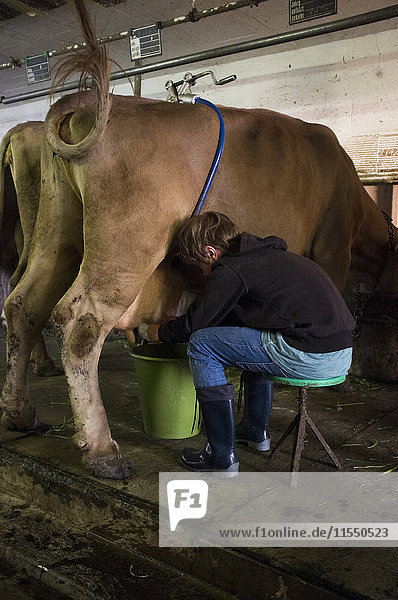 Junge beim Melken einer Kuh