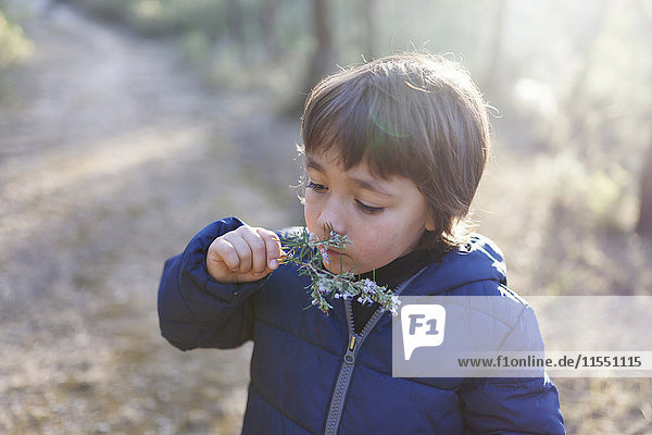 Little boy smelling blossoming twig of rosemary