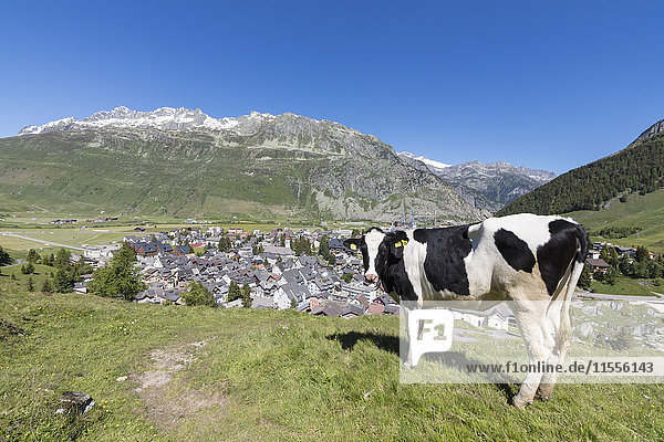 Weidende Kuh auf den grünen Weiden um das Alpendorf Andermatt  Kanton Uri  Schweiz  Europa