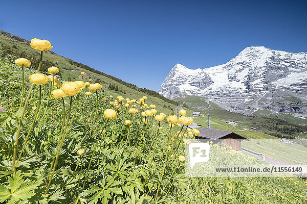 Blühende gelbe Blumen umrahmt von grünen Wiesen und verschneiten Gipfeln  Wengen  Berner Oberland  Kanton Bern  Schweiz  Europa