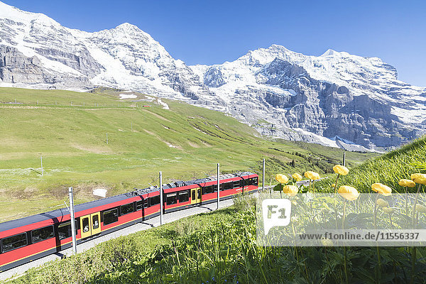 Die Wengernalpbahn umrahmt von Blumen und verschneiten Gipfeln  Wengen  Berner Oberland  Kanton Bern  Schweiz  Europa