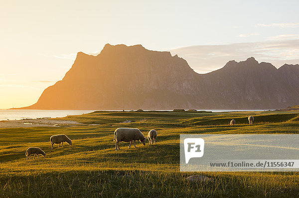 Schafe grasen auf den grünen Wiesen  die von der Mitternachtssonne beleuchtet werden  die sich im Meer spiegelt  Uttakleiv  Lofoten  Nordnorwegen  Skandinavien  Europa