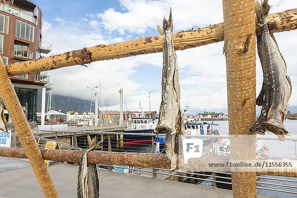 Details des Holzgestells mit getrocknetem Stockfisch im Hafen von Svolvaer  Vagan  Lofoten  Norwegen  Skandinavien  Europa