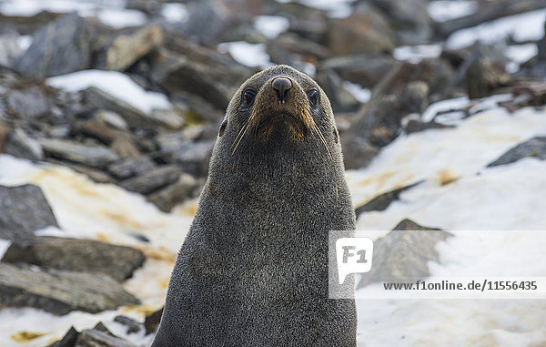 Antarctic fur seal (Arctocephalus gazella)  Coronation Island  South Orkney Islands  Antarctica  Polar Regions