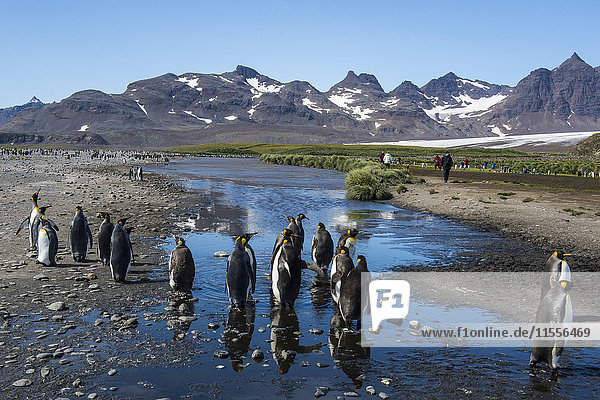 Königspinguine (Aptenodytes patagonicus)  Salisbury Plain  Südgeorgien  Antarktis  Polarregionen