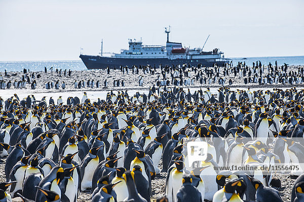 Kolonie des Königspinguins (Aptenodytes patagonicus) und ein Kreuzfahrtschiff  Salisbury Plain  Südgeorgien  Antarktis  Polarregionen