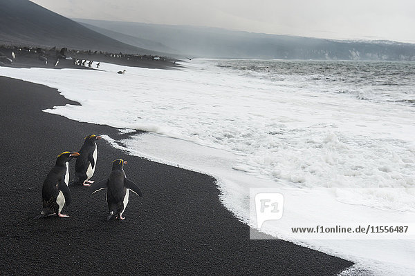 Southern rockhopper penguin group (Eudyptes chrysocome)  Saunders Island  South Sandwich Islands  Antarctica  Polar Regions
