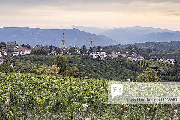 Weinberge in der Nähe von Kaltern  Südtirol  Italien  Europa