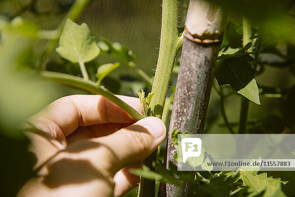 Einklemmen der seitlichen Triebe einer Tomatenpflanze
