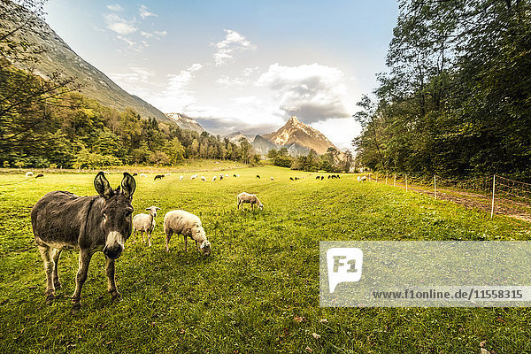 Slovenia  Bovec  Kanin Valley  sheeps and donkey on a pasture
