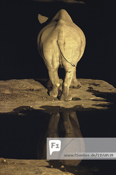 Namibia  Weißes Nashorn am Wasserloch bei Nacht
