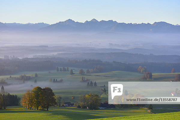 Deutschland  Allgäu  Herbstlandschaft im Morgennebel