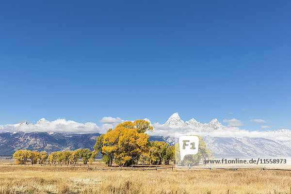 USA  Wyoming  Rocky Mountains  Grand Teton National Park  Cathedral Group and aspens in autumn