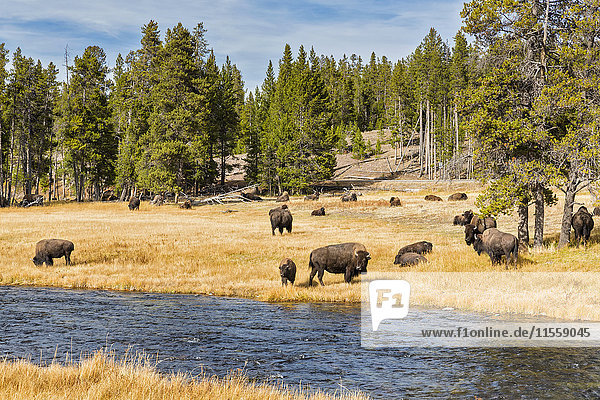 USA  Wyoming  Yellowstone National Park  herd of American Bisons at Firehole River