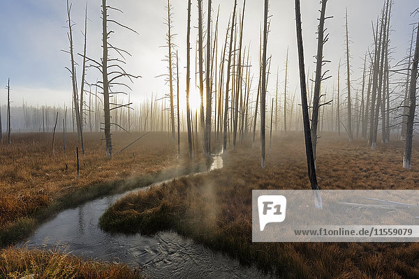 USA  Yellowstone Nationalpark  Bachlauf durch Wald mit toten Bäumen